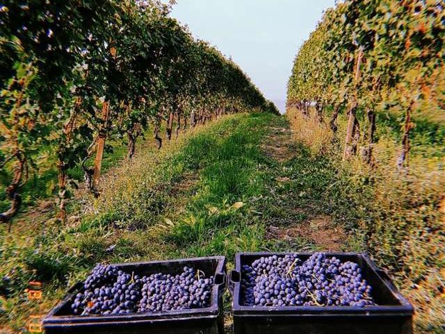 A grape harvest, for a BAROLO that will be
