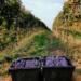 A grape harvest, for a BAROLO that will be